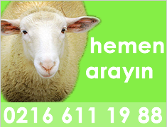 Alo Adak ve kurban kesimi