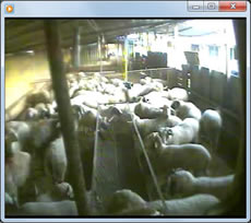 Kurbanlıklar Canlı Yayın